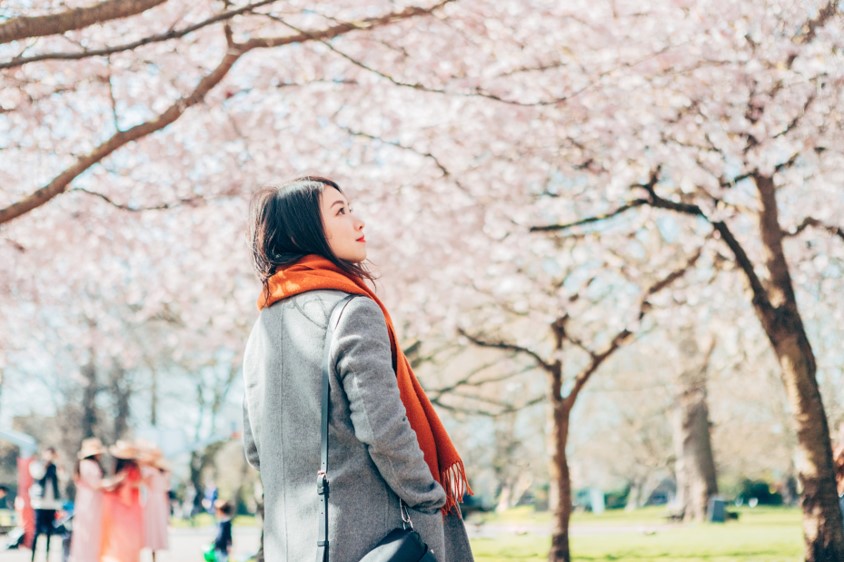 Woman out for a walk gazing up at beautiful cherry blossoms