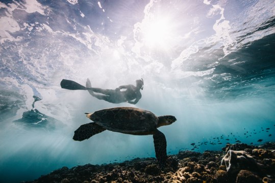 Snorkeler swimming above a sea turtle