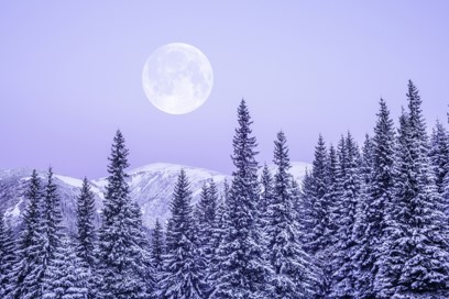 Full Moon above a mountain range dotted with fir trees - all colored in shades of light purple