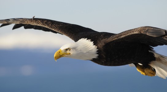 Soaring American Bald Eagle