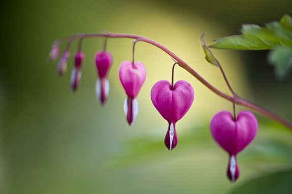 Bleeding Heart Flowers
