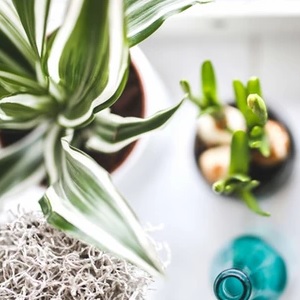 Top down view of plants