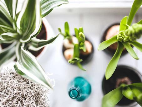 Top down view of plants